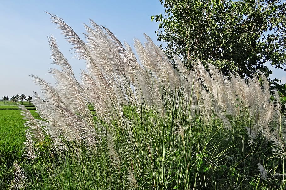 Kans Grass, Saccharum Spontaneum, wild sugarcane, plant, growth