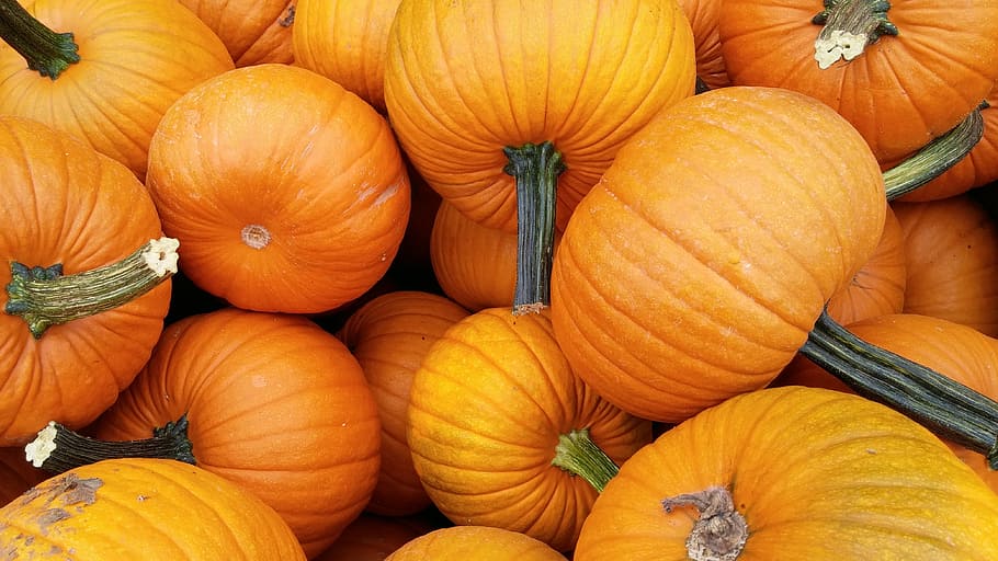 orange pumpkin lot, fall, autumn, harvest, october, vegetable HD wallpaper