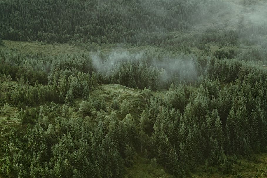 high angle photography of trees, green trees, aerial photo, forest HD wallpaper