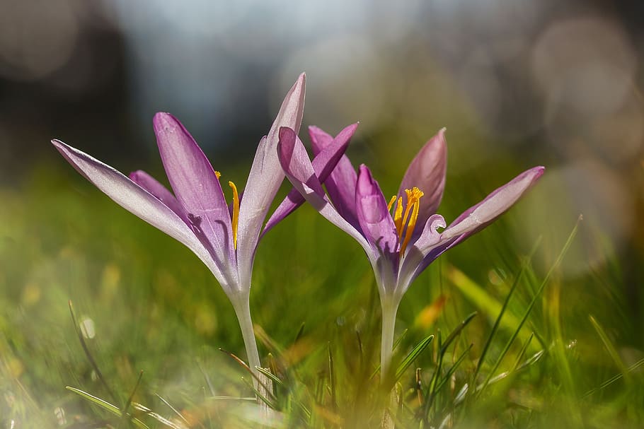 crocus, wild, purple, violet, spring magic, nature, bright HD wallpaper
