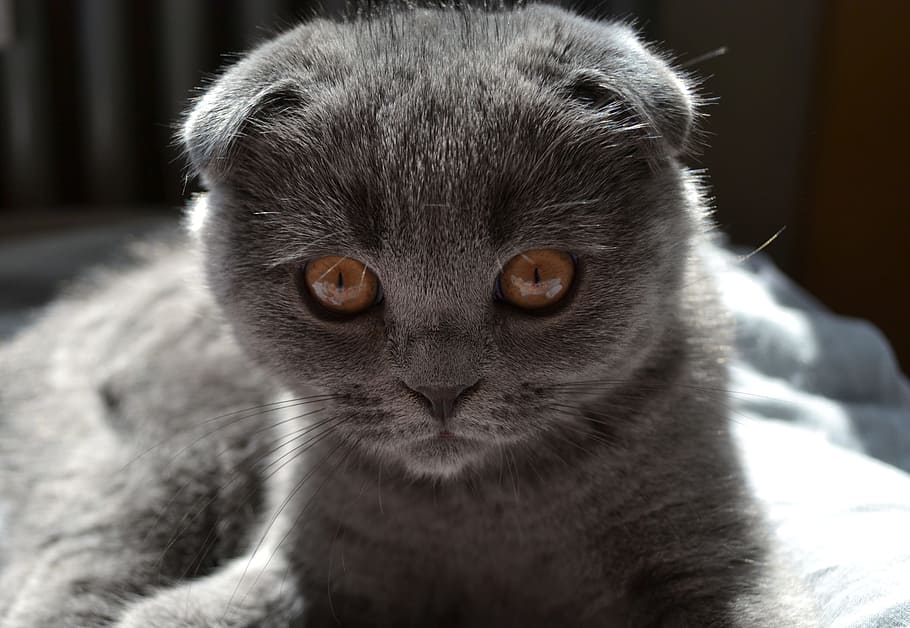 Cat, Kitten, Pet, Cute, Sweet, mieze, adidas, young cat, cat's eyes HD wallpaper