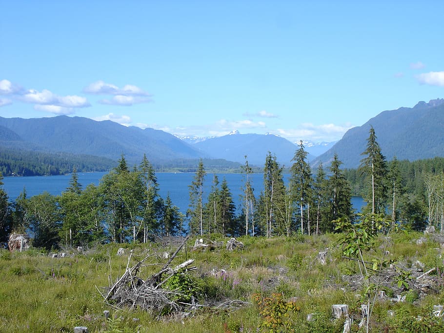 lake quinault, olympic national park, lakes, scenery, vista, HD wallpaper