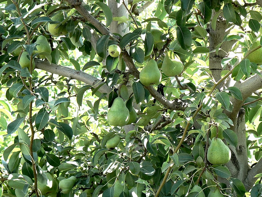 pears, plant, nature, green, fruit, food, agriculture, leaf HD wallpaper