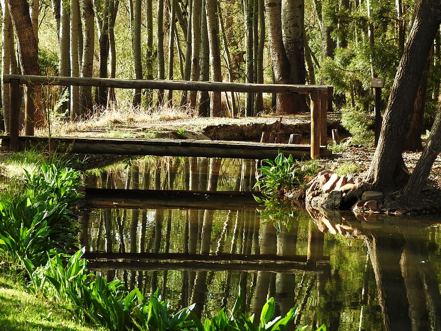 Bridge, Stream, Nature, Water, Outdoor, tranquil, tree, forest HD wallpaper