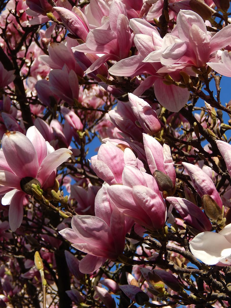 flowers, tree, branches, pink, spring, flowering plant, pink color HD wallpaper