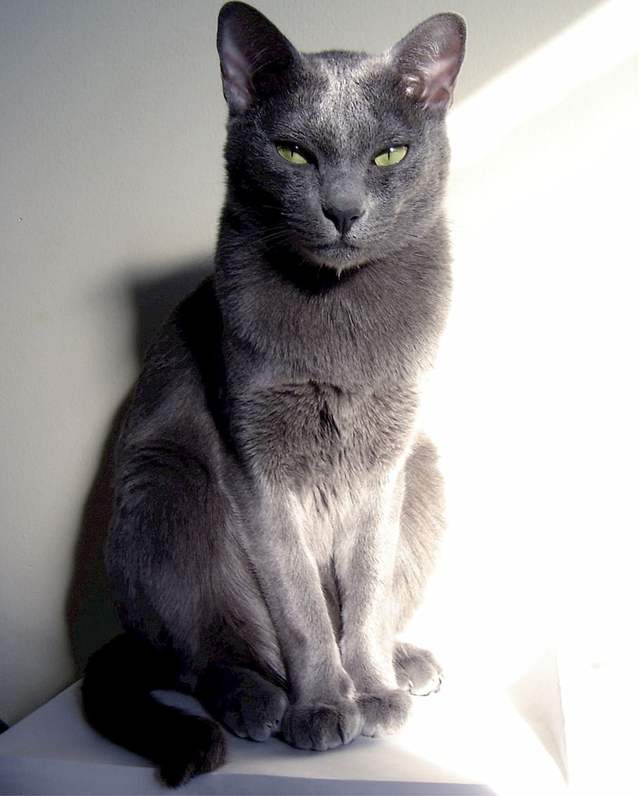grey coat sitting on white sufrace, korat, cat, feline, male