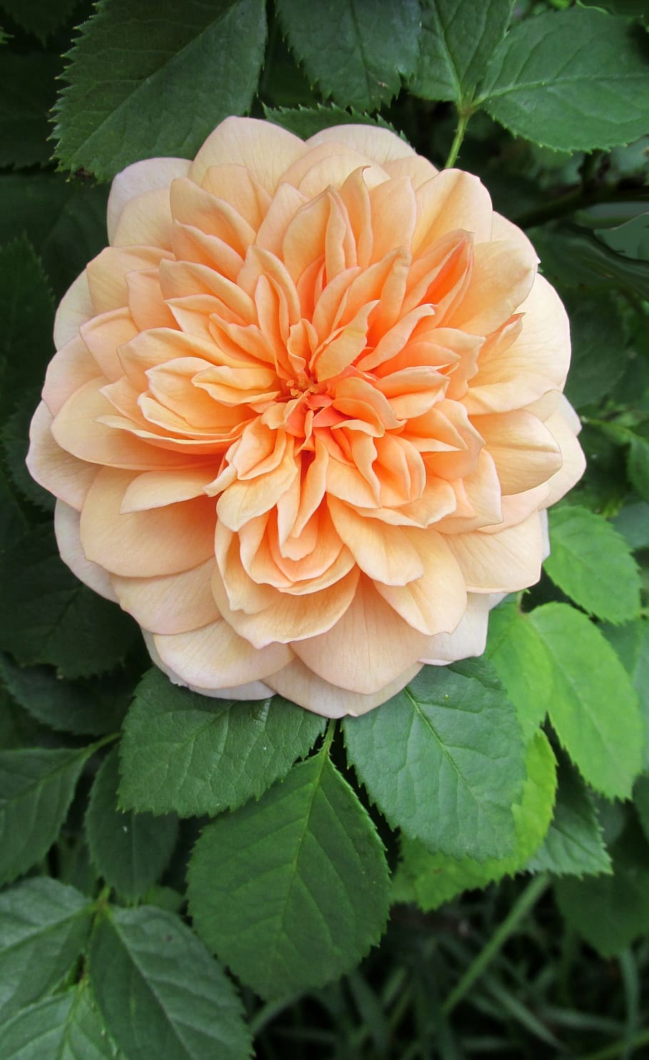 orange, flower, rose, plant, growth, leaf, beauty in nature HD wallpaper