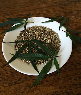 HD wallpaper: hemp field, hemp plants, cannabis sativa ...