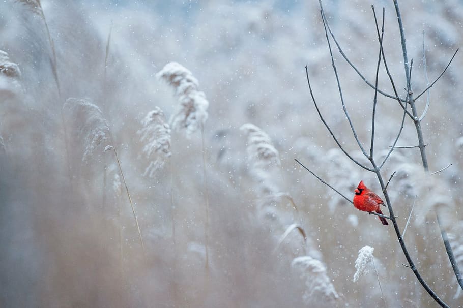 selective focus photography of red Cardinal bird perched on tree branch, HD wallpaper