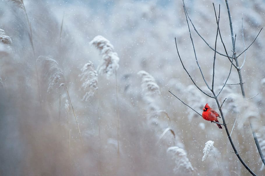 selective focus photography of red Cardinal bird perched on tree branch HD wallpaper