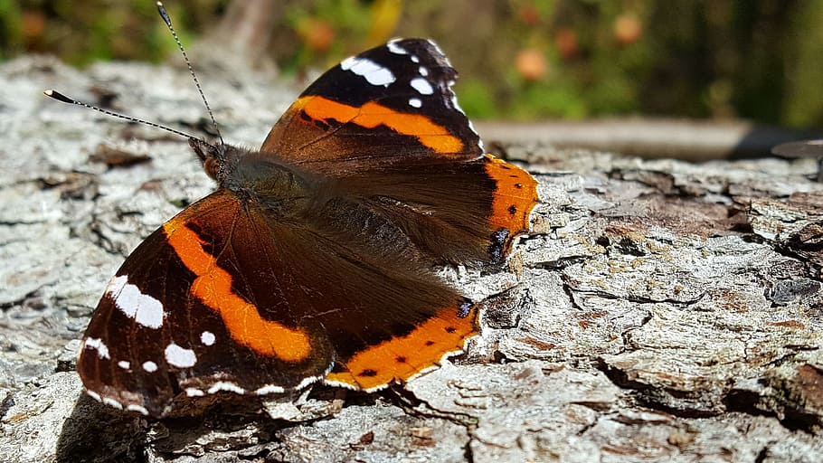 butterfly, autumn, bark, tree, nature, animal, insects, babôčka HD wallpaper