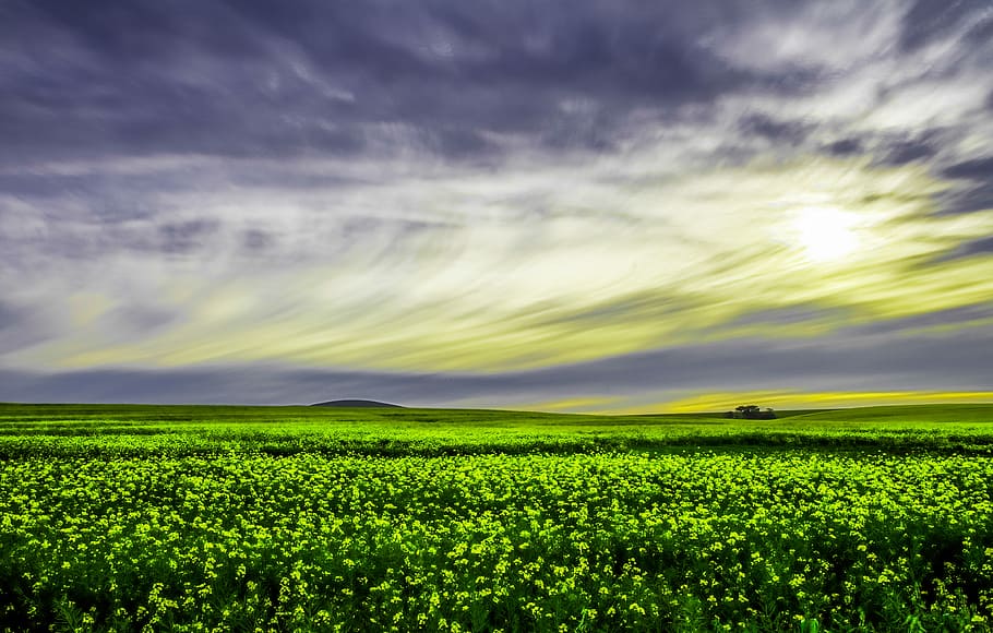 green leafed plants, aerial view of plants, field, landscape HD wallpaper