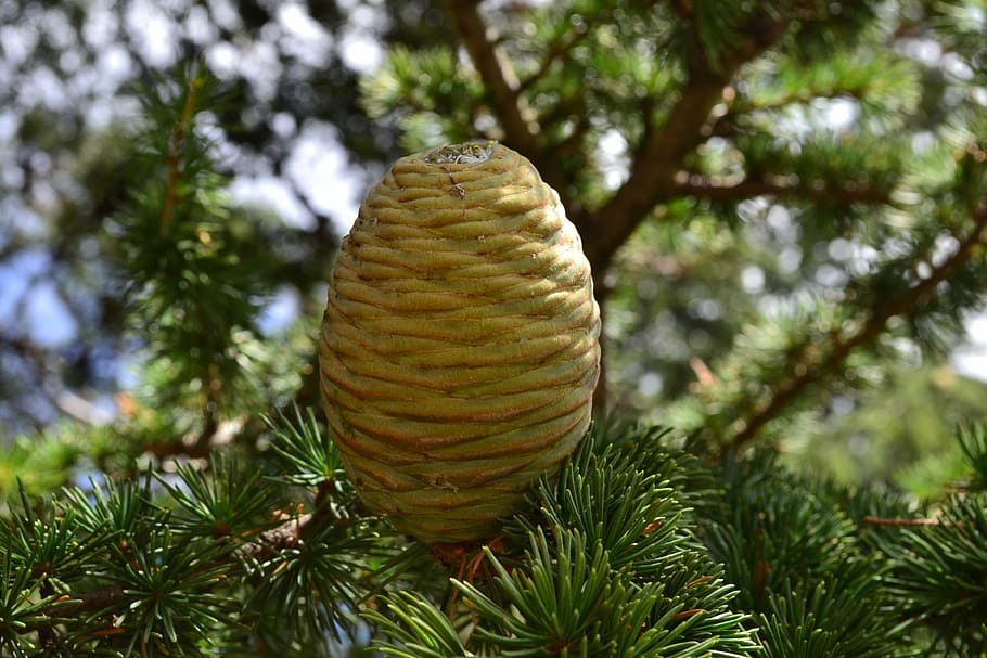 pine cone, the sun, nature, tree, plant, growth, pine tree HD wallpaper