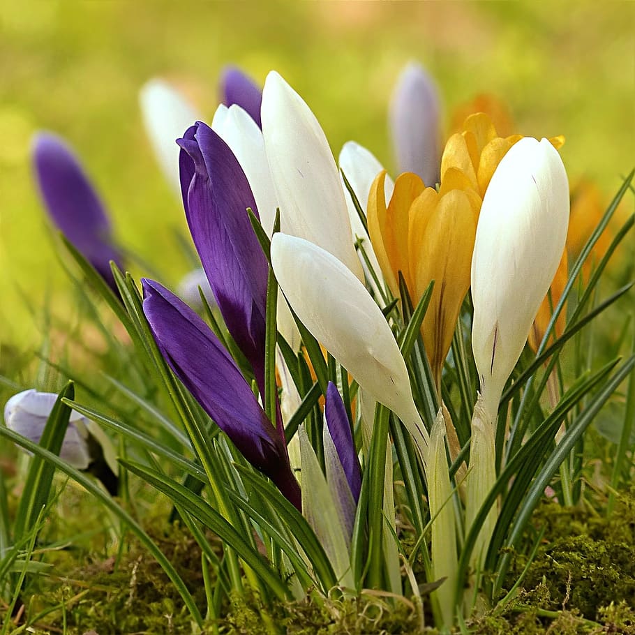 crocus, flower, colorful, spring, nature, springtime, plant HD wallpaper