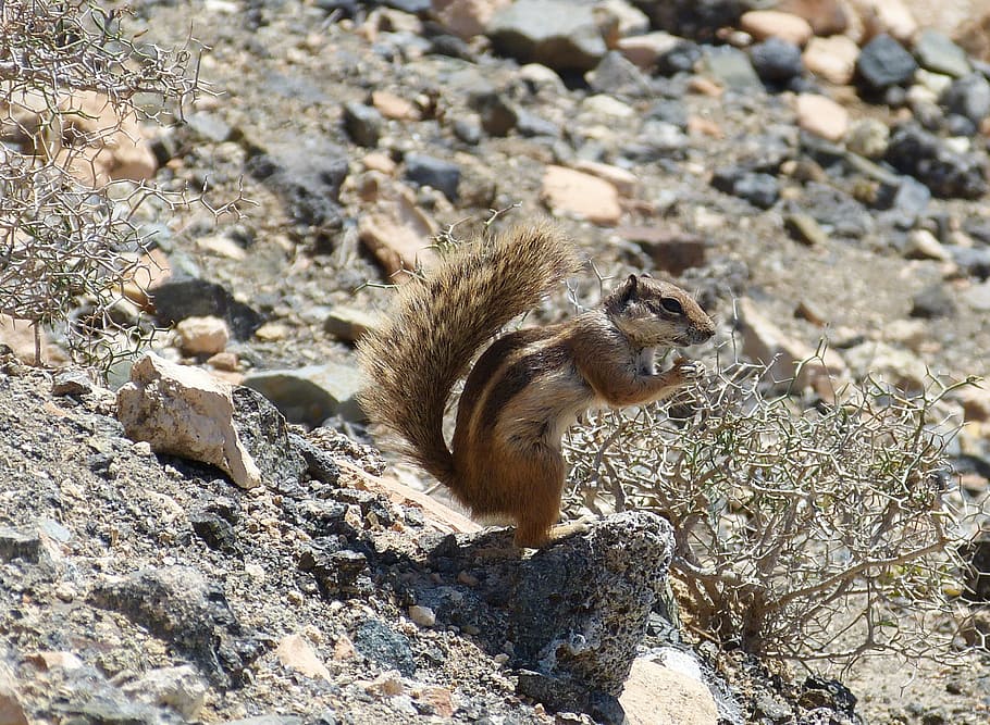 squirrel, chipmunk, cute, nager, furry, animals, nature, canary islands HD wallpaper