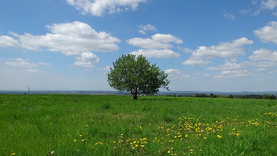 landscape, poland, tree, nature, plant, field, sky, environment HD wallpaper