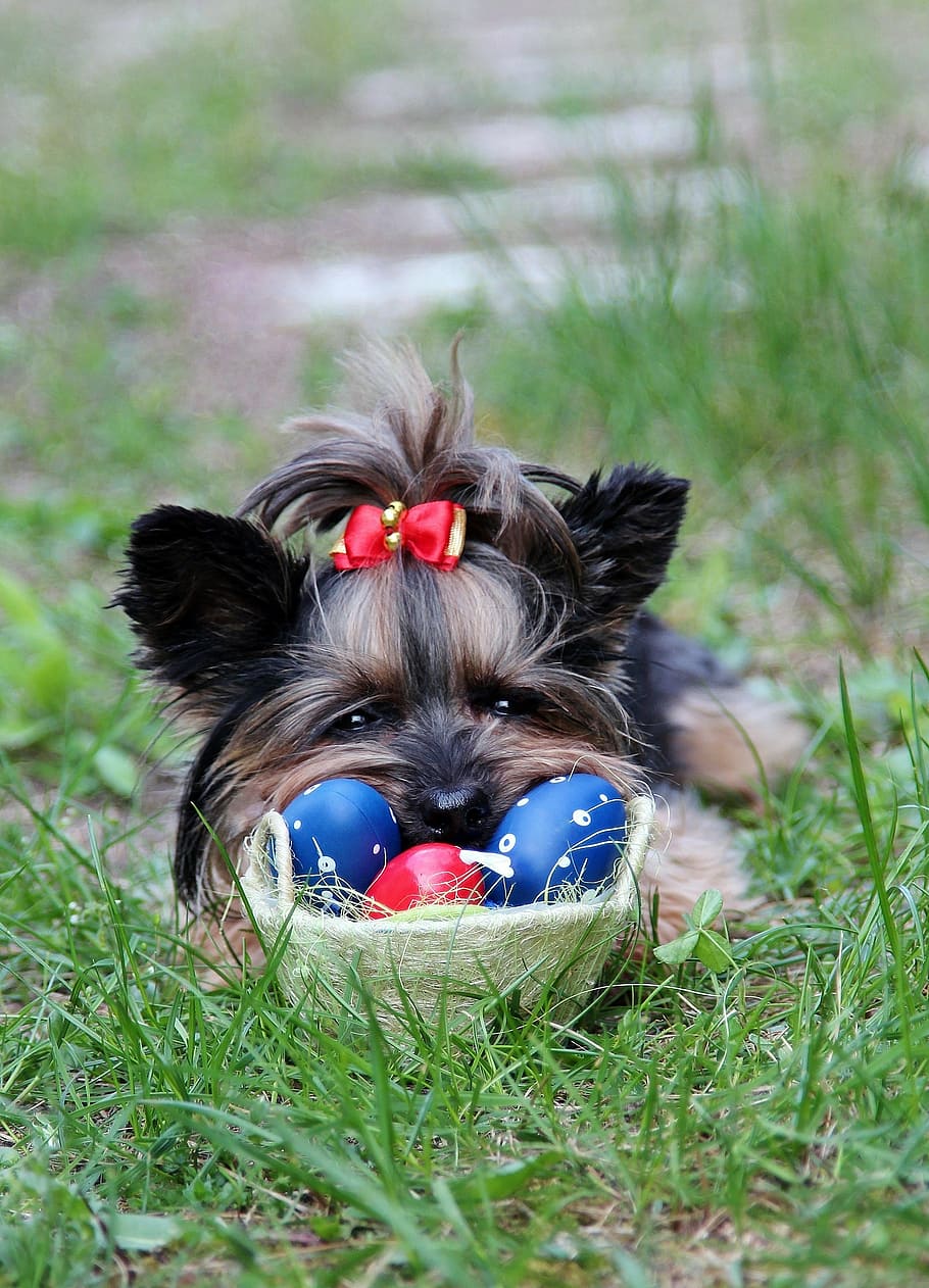 yorkie, eggs, bow, easter, dog, canine, pets, domestic, domestic animals HD wallpaper