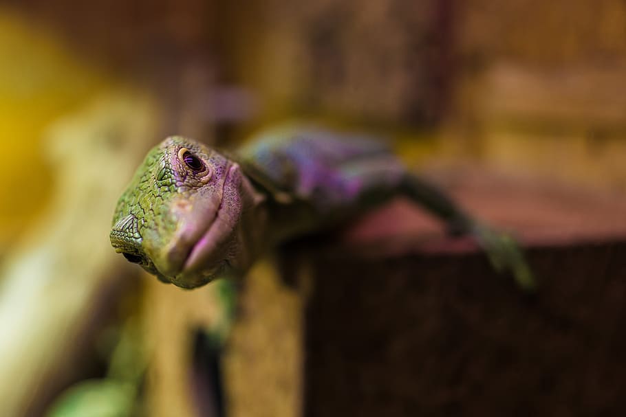 look me in the eye, lizard, amphibian, inquisitive, reptile HD wallpaper