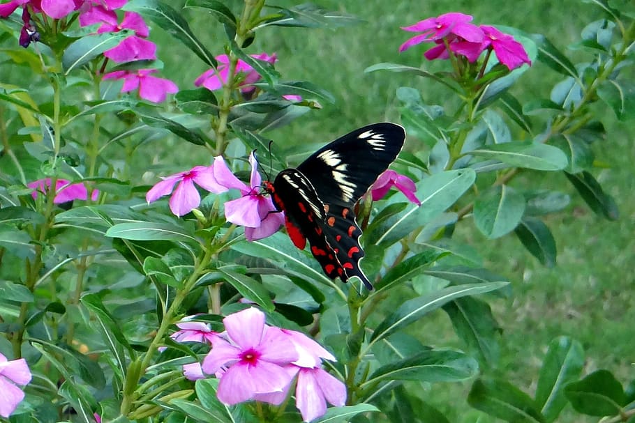 crimson rose, butterfly, pachliopta hector, swallowtail butterfly, HD wallpaper