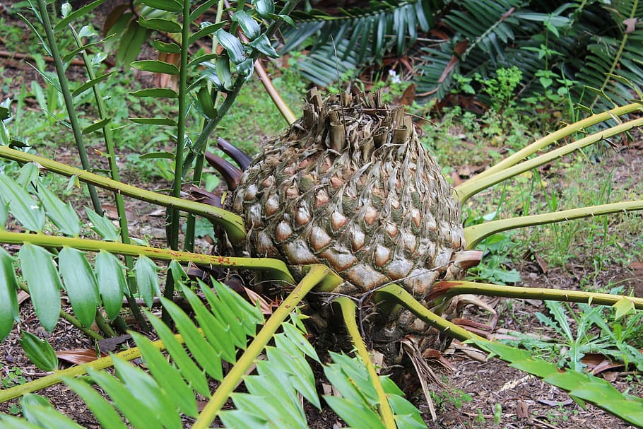 cone, plant, cycad, cycadophyta, growth, green color, nature