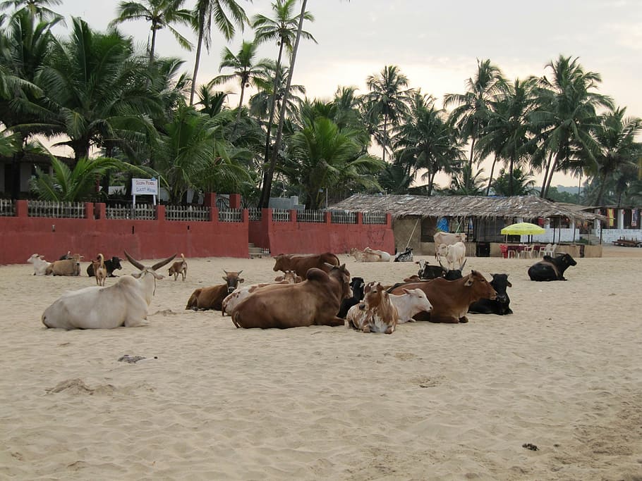 india, goa, beach, cows, palm trees, tropical climate, plant HD wallpaper