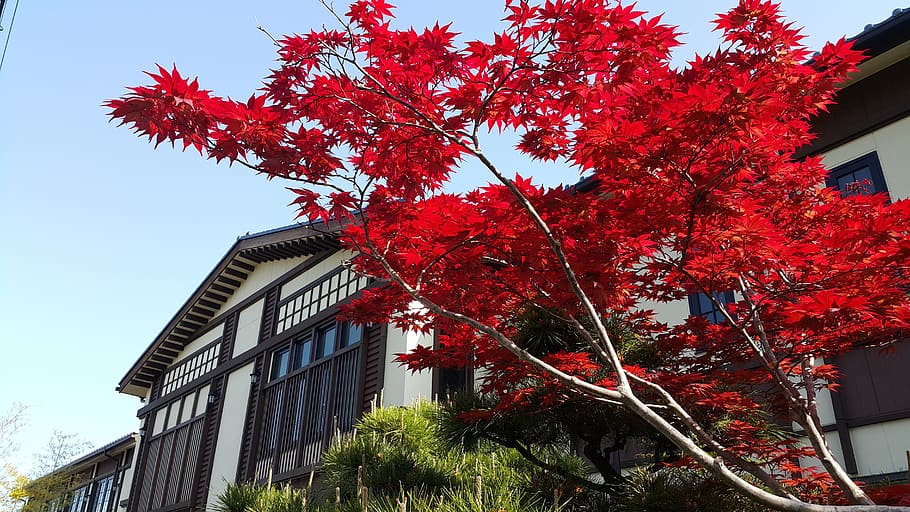 tree, blue sky, leaf, season, plant, building exterior, built structure HD wallpaper