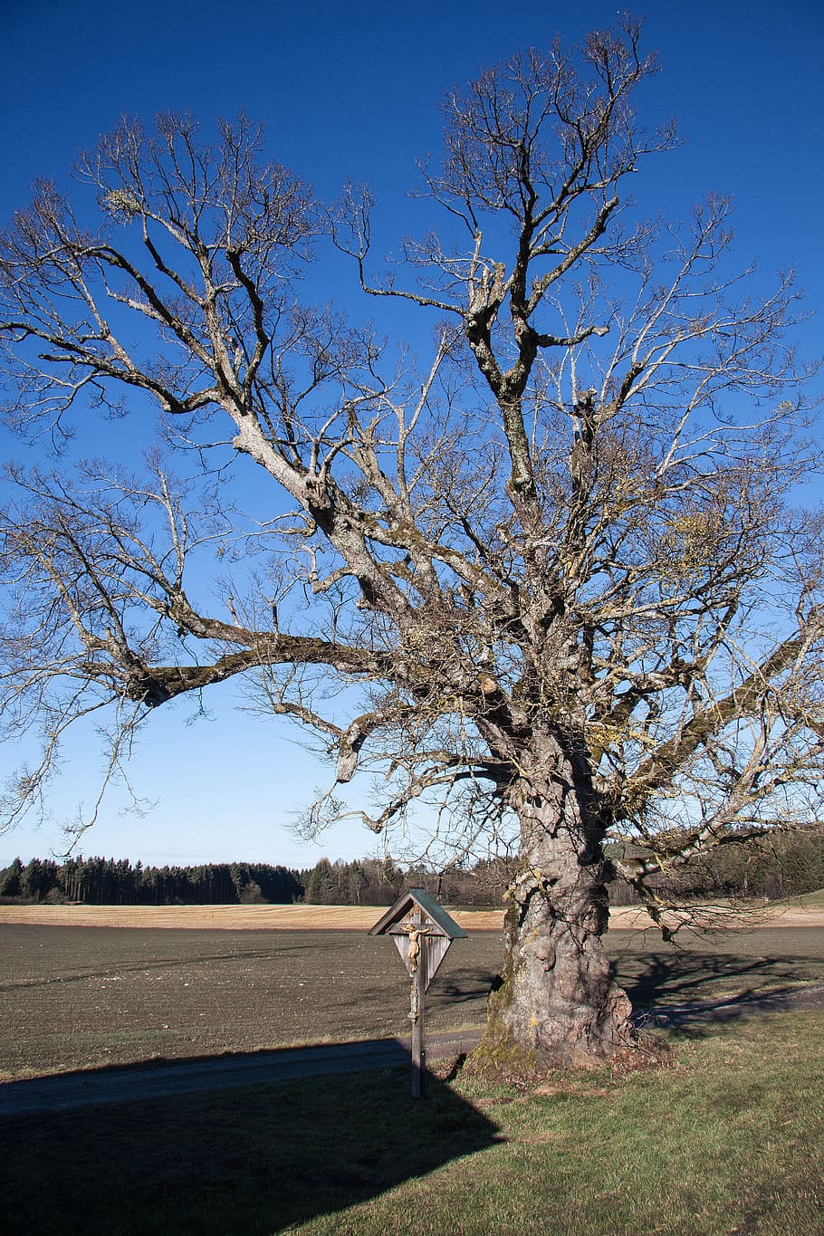 linde, old, forest, arable, cross, wayside cross, crucifix HD wallpaper