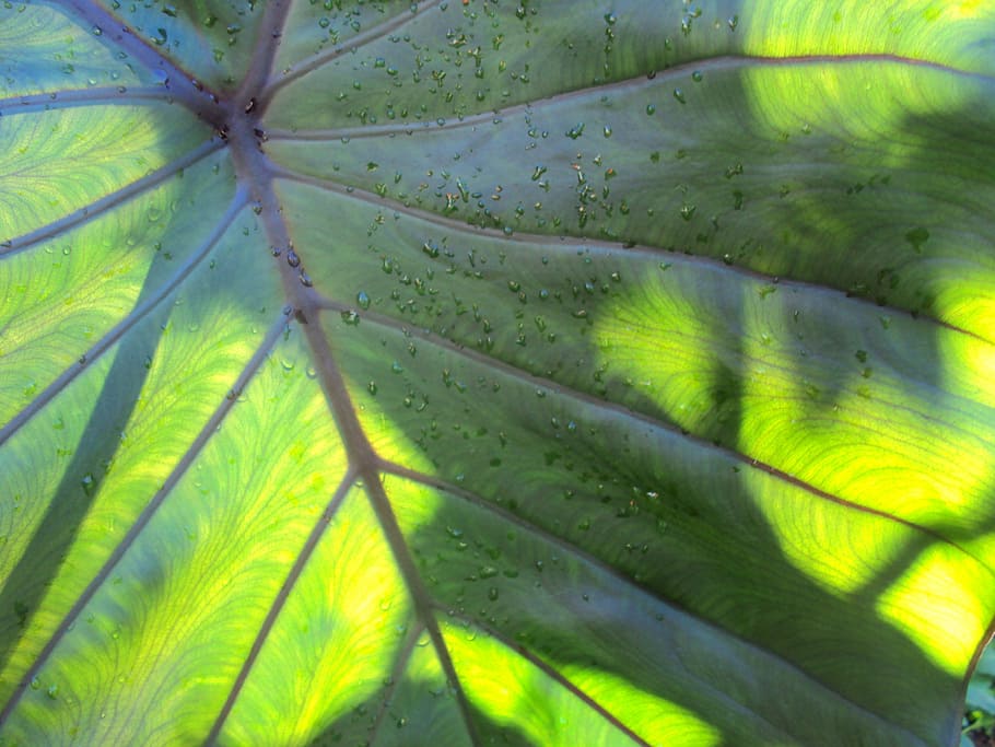 leaf, green, nature, green leaf, flora, plant part, green color HD wallpaper