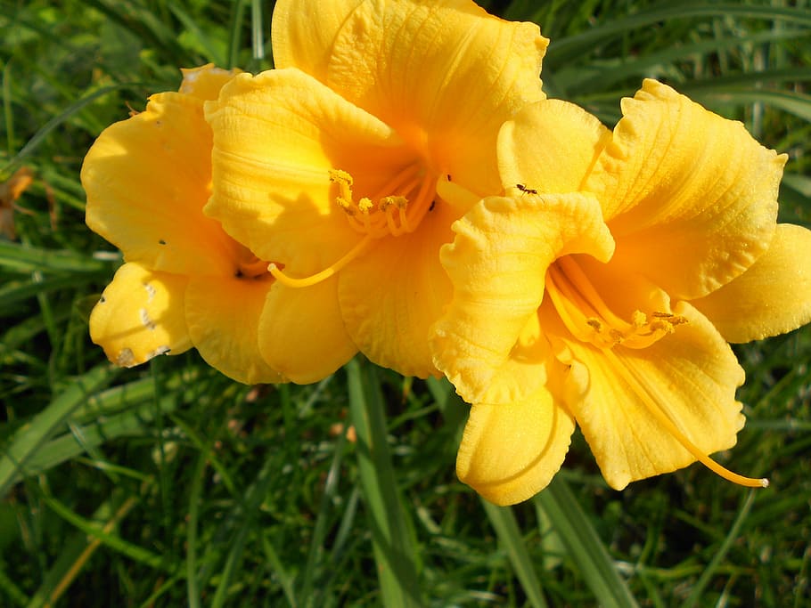 Yellow daylilies 1080P, 2K, 4K, 5K HD wallpapers free download | Wallpaper  Flare