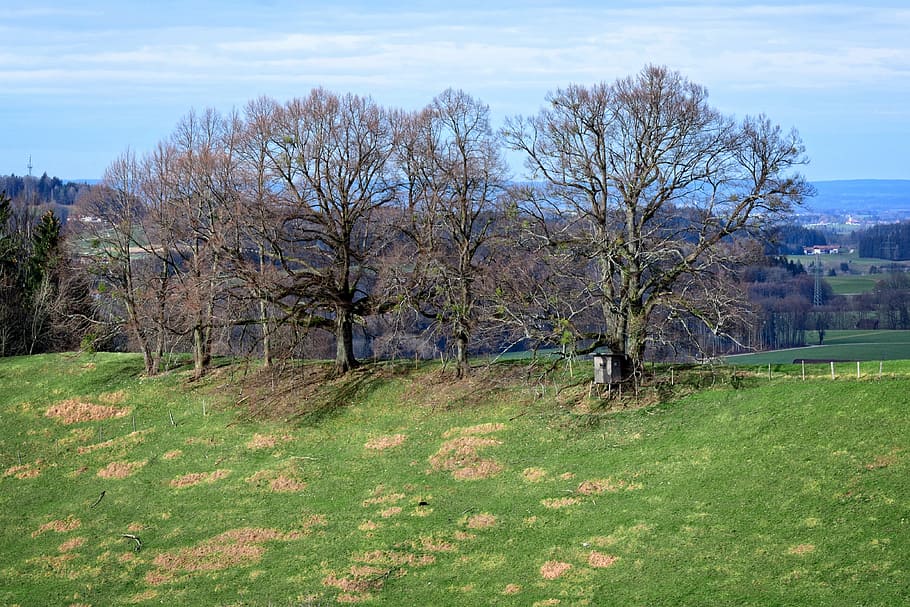 trees, silhouette, group, hill, meadow, landscape, nature, of course HD wallpaper