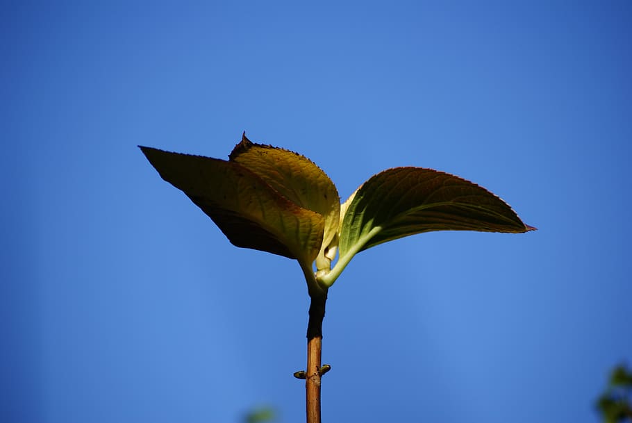 leaves, blue, freshness, leaf, stalk, nature, sky, plant, beauty in nature HD wallpaper