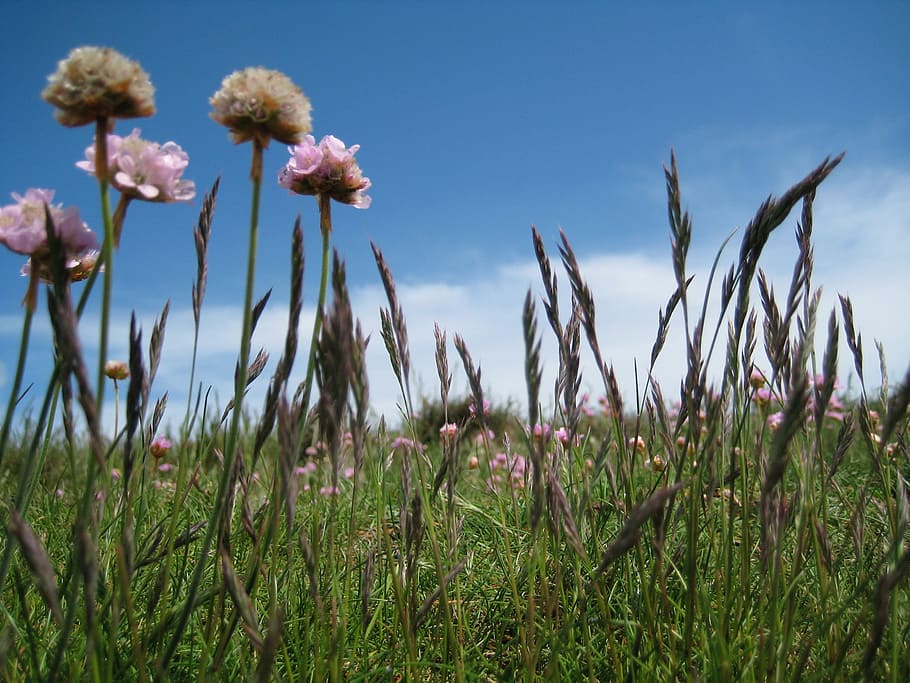 Pink Flower on Green Field Under White and Blue Sky during Daytime HD wallpaper