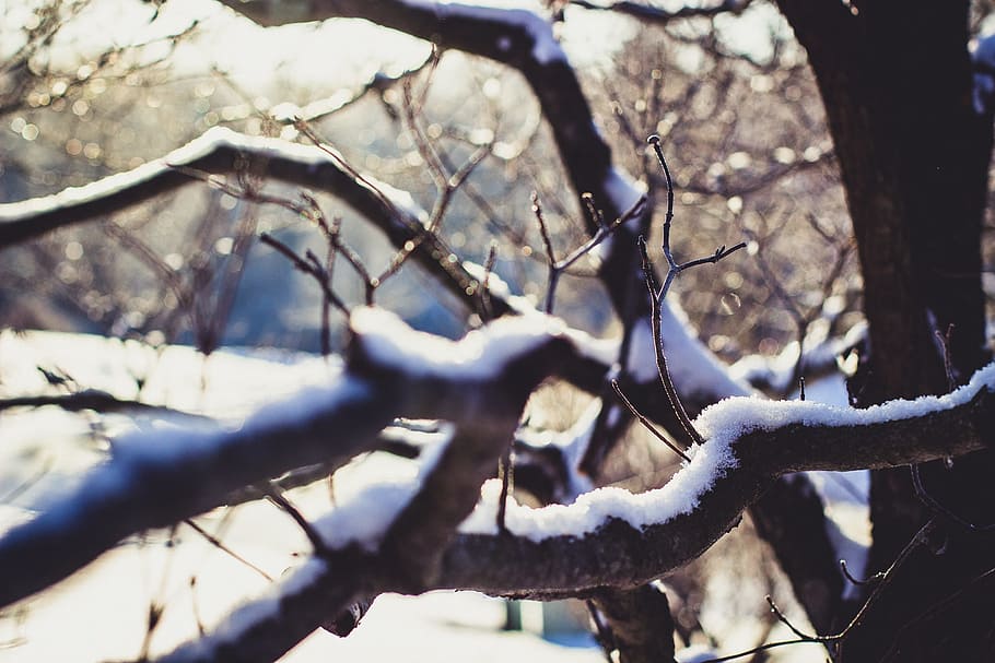 Wither Tree With Snow on Branch, braches, cold, winter, cold temperature HD wallpaper