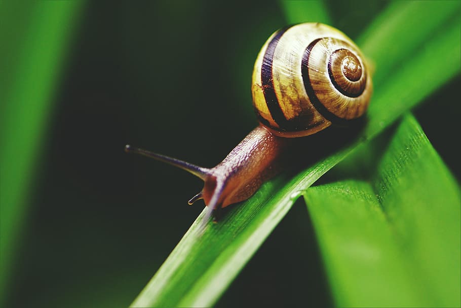 Closeup macro shot of a snail, nature, animal, animals, natural, HD wallpaper