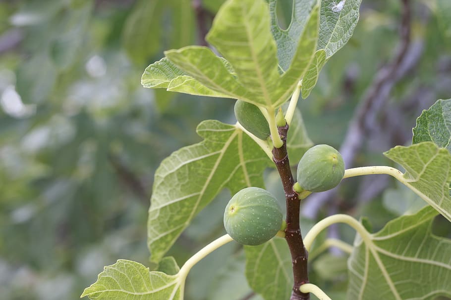 Fig, Fruit, Tree, Food, Fresh, Raw, green, healthy, organic HD wallpaper