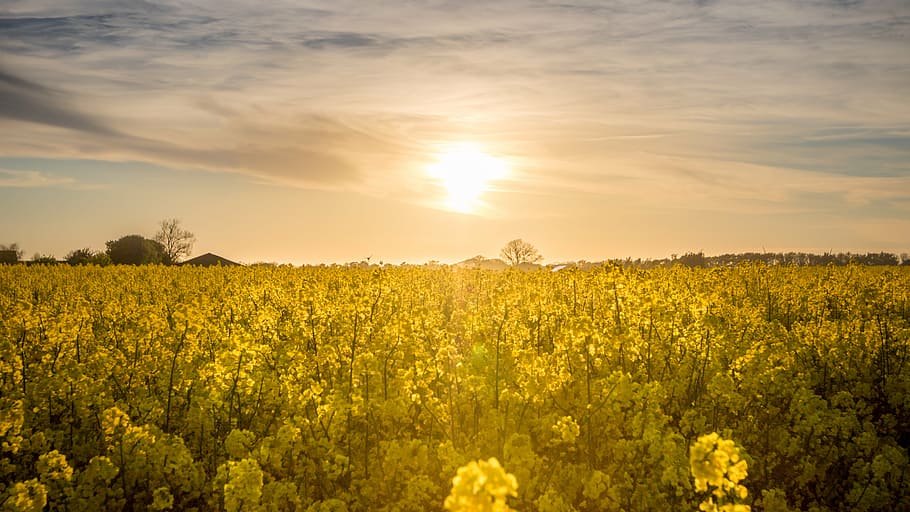 HD wallpaper: agriculture, beautiful, beautiful flowers, calmness ...