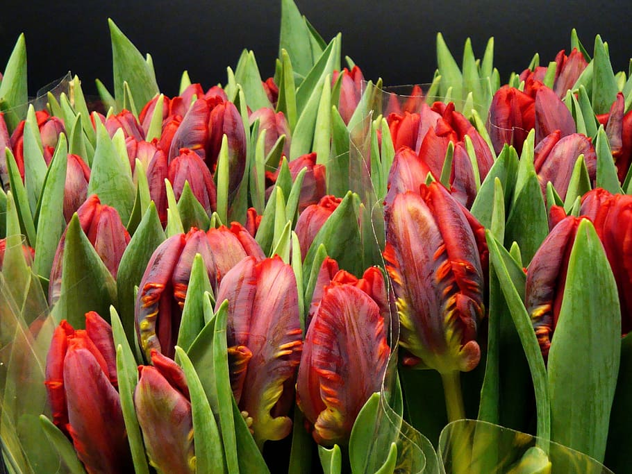 tulips, red, cut flowers, deck, nature, plant, green Color HD wallpaper