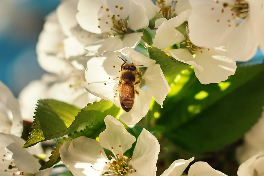 brown bee perching on white petaled flowers during daytime, white flowers HD wallpaper