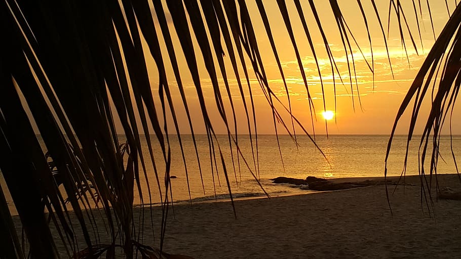 sundown, beach, landscape, palm, coast, sea, water, sunset HD wallpaper