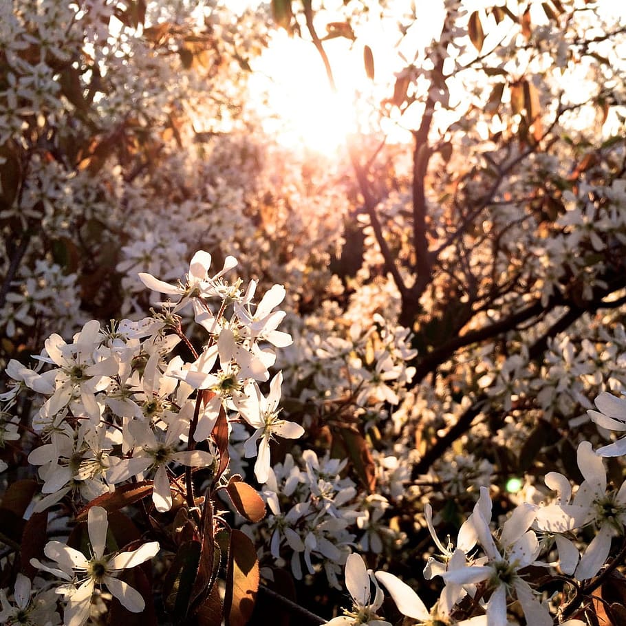 sunshine, spring, tree, blooms, plant, flowering plant, beauty in nature HD wallpaper