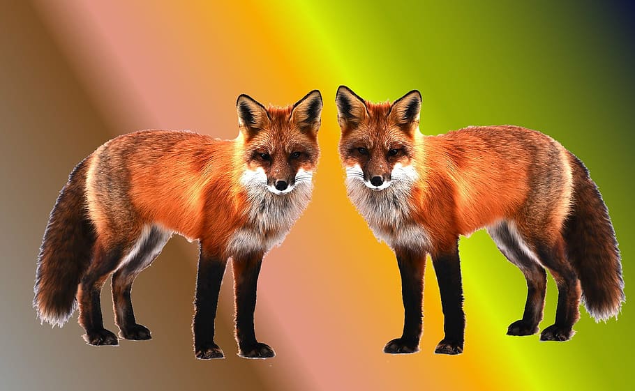 Free download cute fox wallpaper HD Desktop Wallpapers 4k HD [1920x1080]  for your Desktop, Mobile & Tablet | Explore 27+ Cute Fox Wallpapers | Megan  Fox Background, Fox Hound Wallpaper, Fox Racing Wallpapers