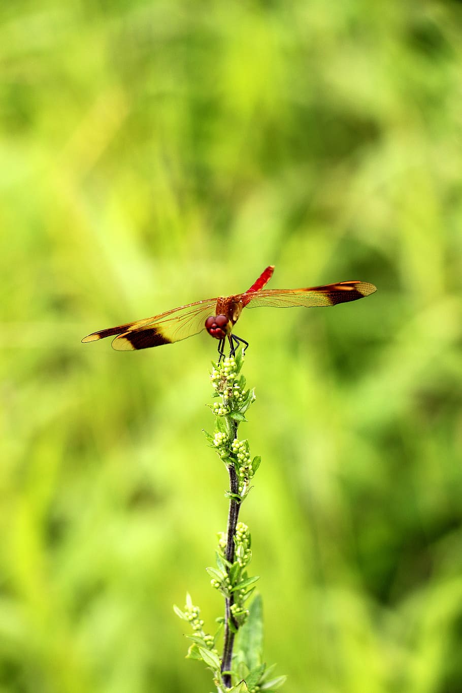 Dragonflies, Trees, Dragonfly, green, insects, one animal, animals in the wild HD wallpaper