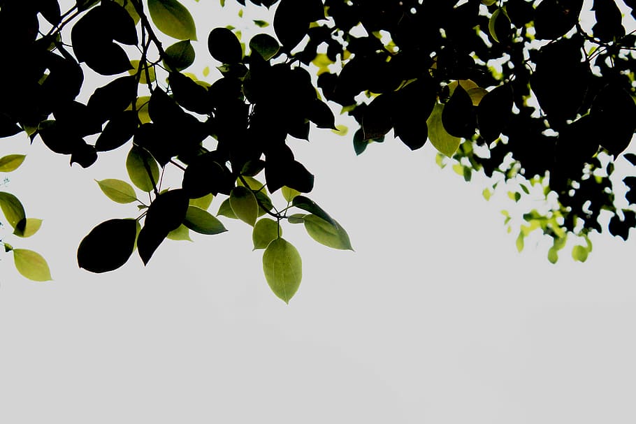 green leaves, aerial photography of green leafed trees, minimal HD wallpaper