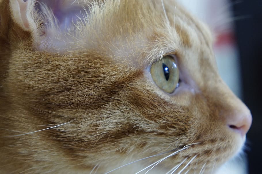 Cat, Pet, Cuteness, one animal, pets, domestic animals, animal themes HD wallpaper