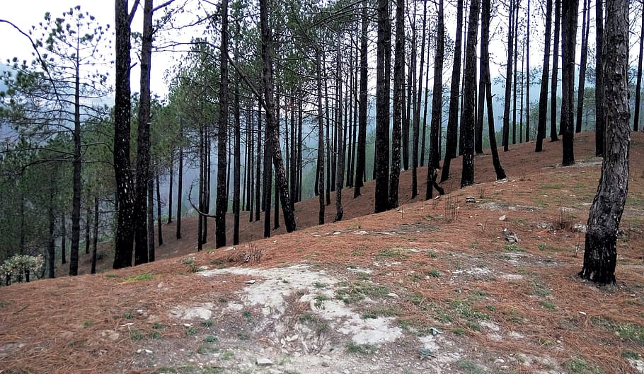 uttarakhand, india, pine tree, jungle, meadow, dusk, burnt trunks HD wallpaper