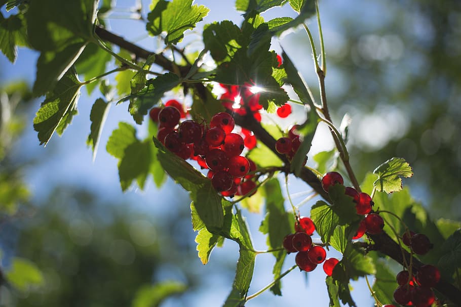 nature, currant, fresh, fruit, fruits, green, healthy, leaves HD wallpaper