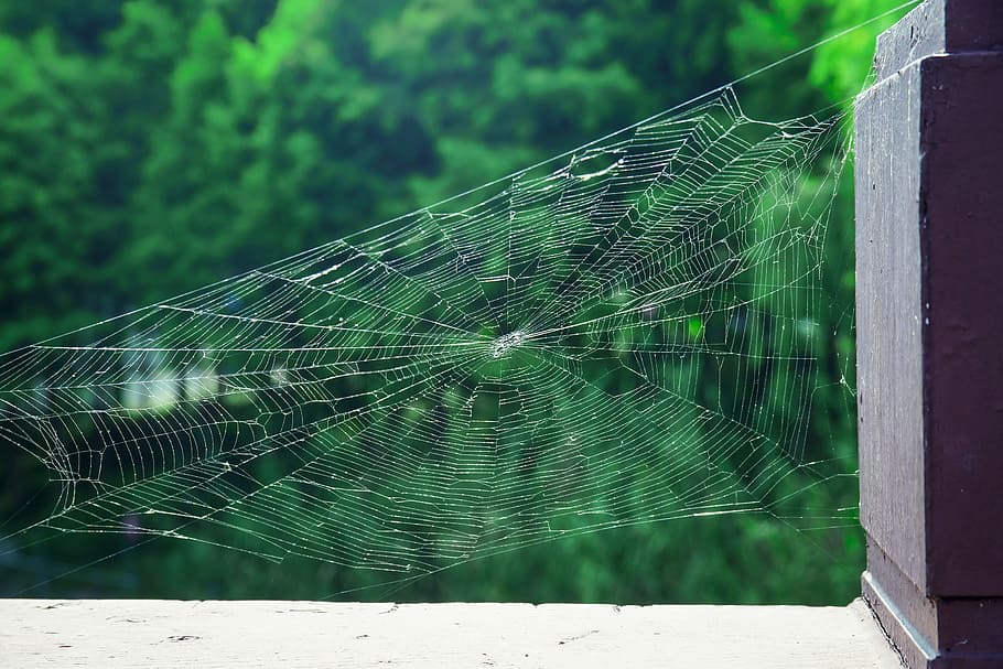 a spider's web, park, natural, cobweb, spider web, fragility HD wallpaper
