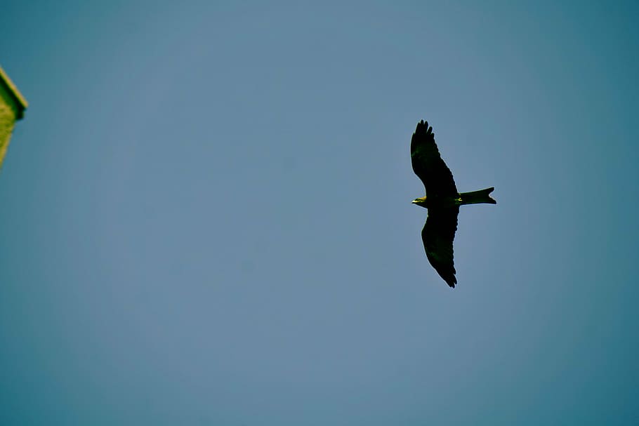 bird flying near brown concrete building during daytime, black HD wallpaper