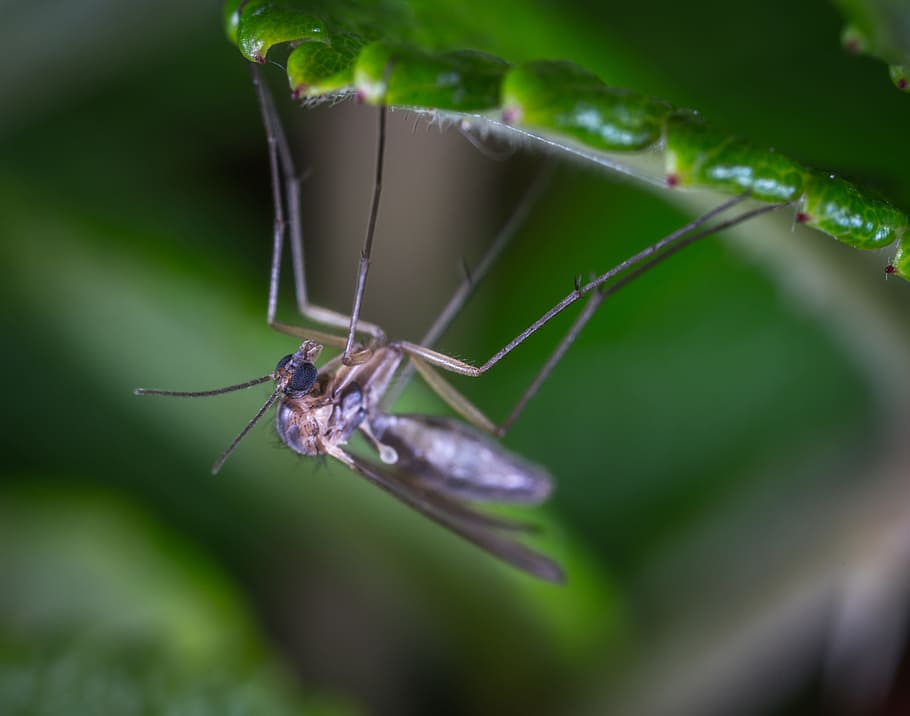 macro, insect, the mosquito, sheet, upside-down, invertebrate HD wallpaper
