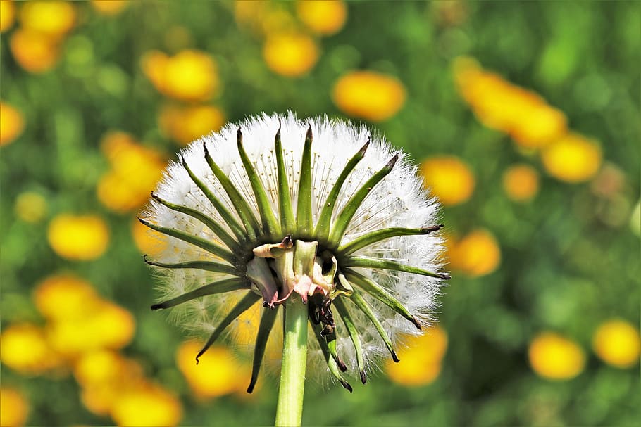 shallow focus photography of flower, spring, dandelion, fluff, HD wallpaper
